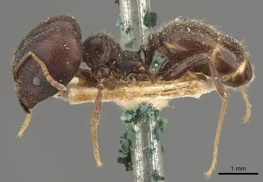 Pheidole steinheili - CASENT0908119