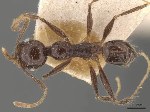 Pheidole steinheili - CASENT0908120