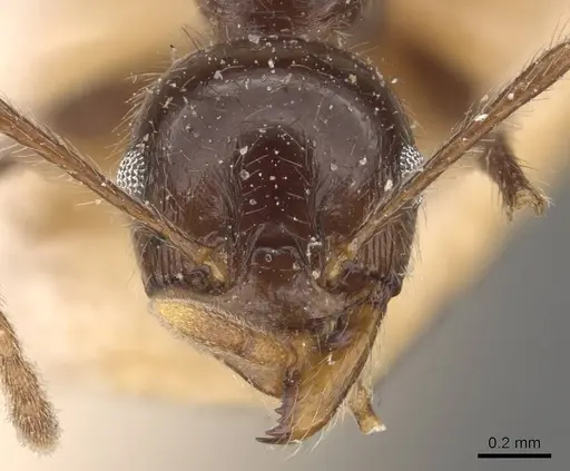 Pheidole steinheili - CASENT0908120