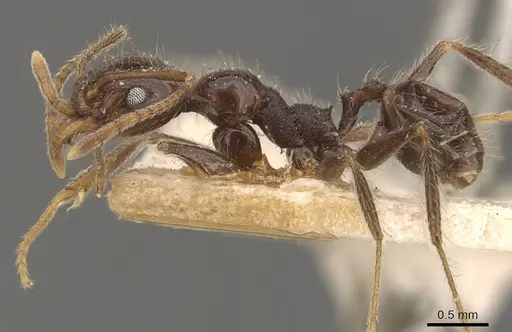 Pheidole steinheili - CASENT0908120