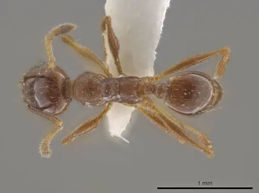 Pheidole stigma specimen