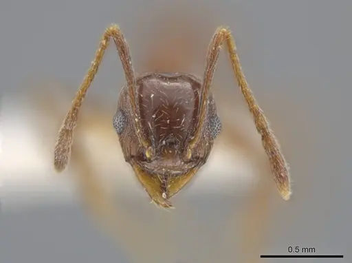 Pheidole stigma specimen