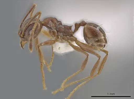 Pheidole stigma specimen