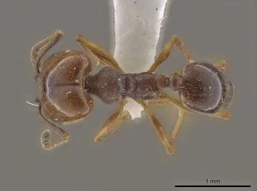 Pheidole stigma - JTLC000016538