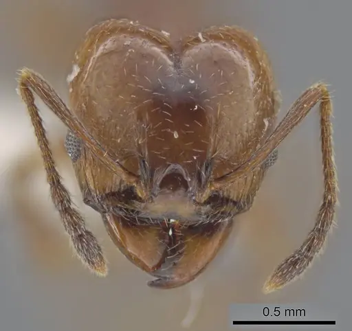 Pheidole stigma - JTLC000016538