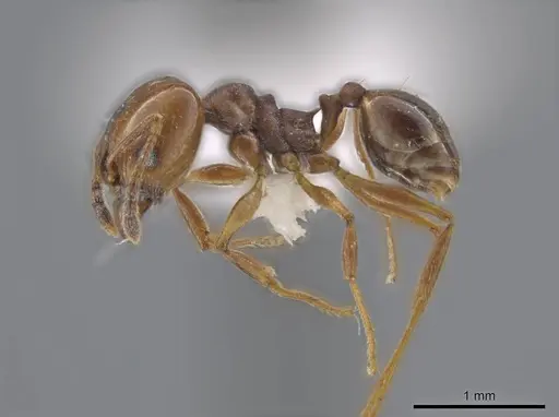 Pheidole stigma - JTLC000016538