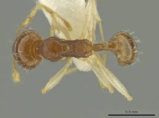 Pheidole stomachosa specimen