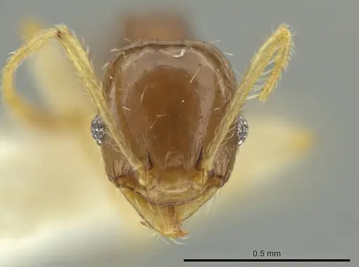 Pheidole stomachosa specimen