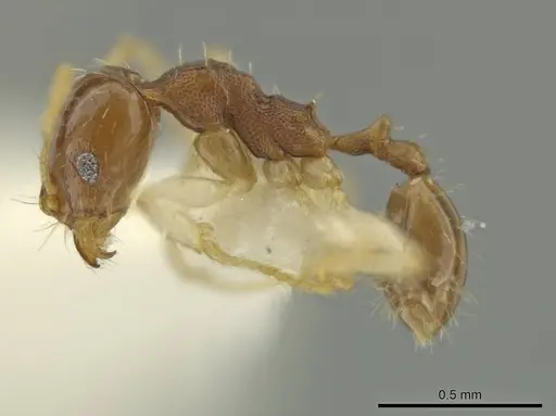 Pheidole stomachosa specimen