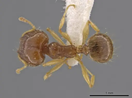 Pheidole stomachosa - JTLC000013780