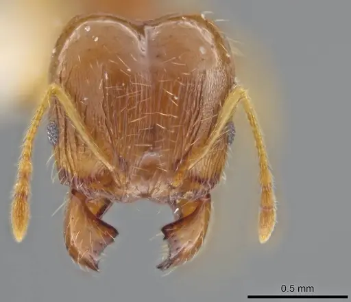 Pheidole stomachosa - JTLC000013780