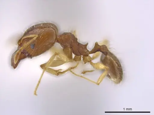 Pheidole stomachosa - JTLC000013780