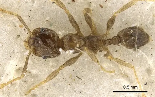 Pheidole strator specimen