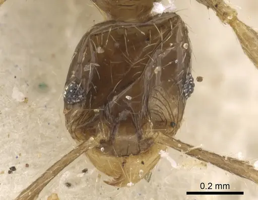 Pheidole strator specimen