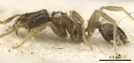 Pheidole strator specimen