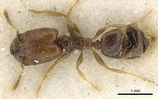 Pheidole strator - CASENT0901297