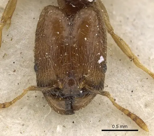 Pheidole strator - CASENT0901297
