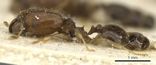 Pheidole strator - CASENT0901297
