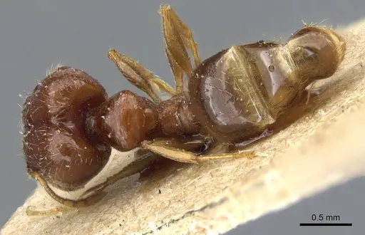 Pheidole strator - CASENT0905861