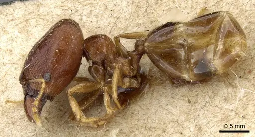 Pheidole strator - CASENT0905861