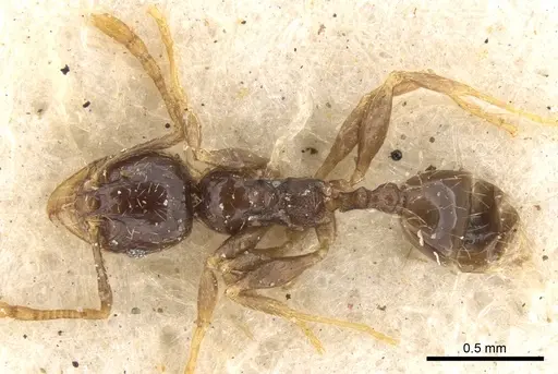 Pheidole strator - CASENT0906528