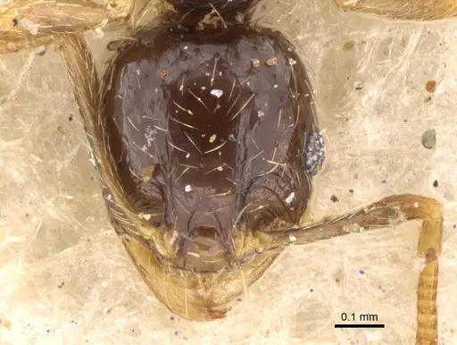 Pheidole strator - CASENT0906528