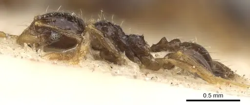 Pheidole strator - CASENT0906528