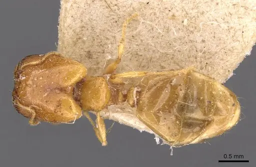 Pheidole strator - CASENT0907851