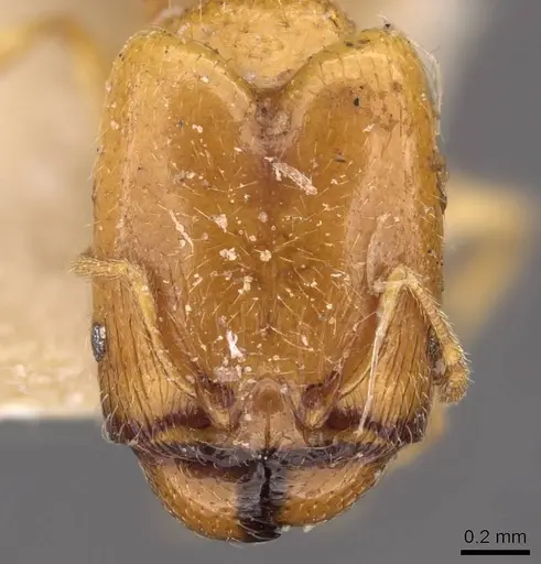 Pheidole strator - CASENT0907851