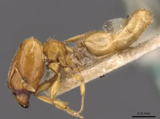 Pheidole strator - CASENT0907851