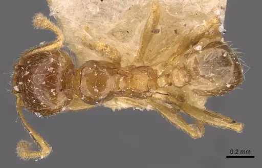 Pheidole strator - CASENT0907852