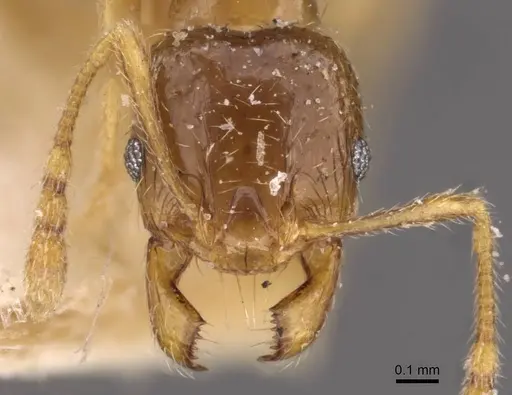 Pheidole strator - CASENT0907852