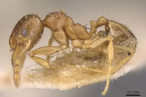 Pheidole strator - CASENT0907852