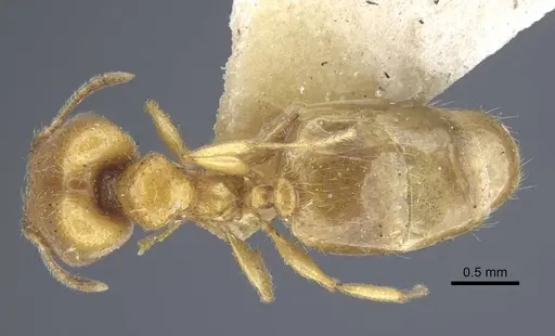 Pheidole strator - CASENT0916962