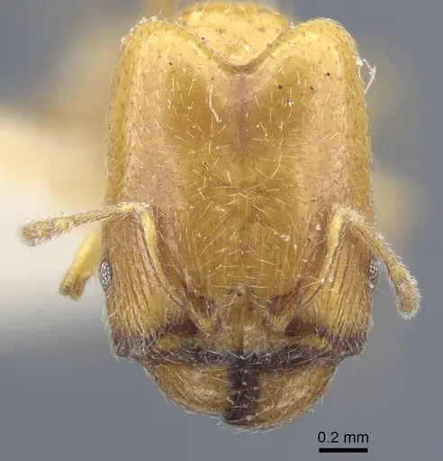 Pheidole strator - CASENT0916962