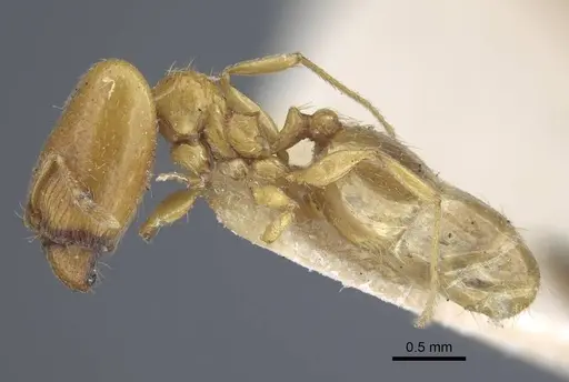 Pheidole strator - CASENT0916962