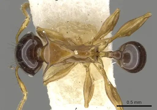 Pheidole striata specimen