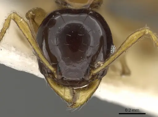 Pheidole striata specimen