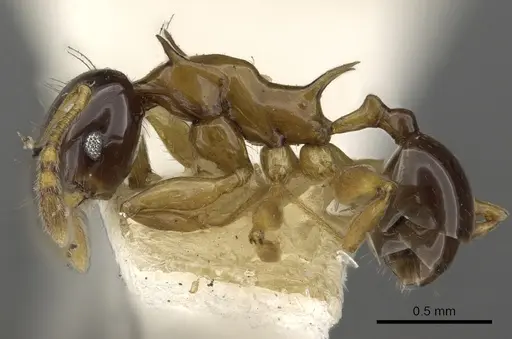 Pheidole striata specimen