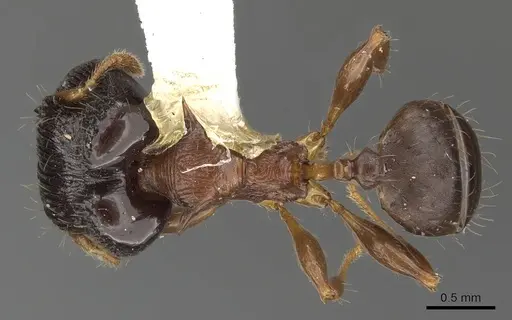 Pheidole striata - CASENT0901323