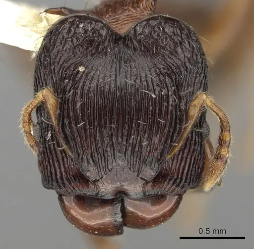 Pheidole striata - CASENT0901323
