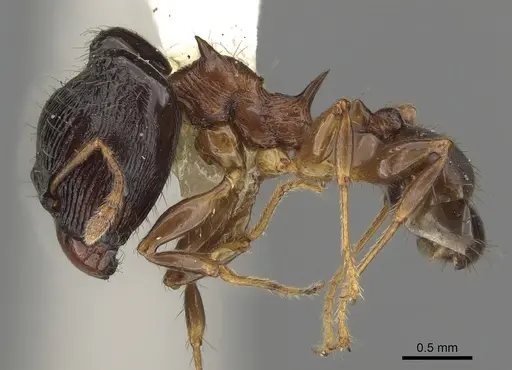 Pheidole striata - CASENT0901323