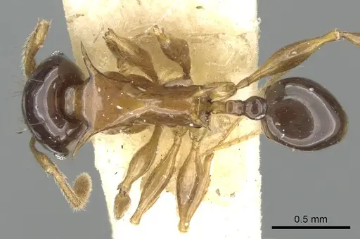 Pheidole striata - CASENT0906658