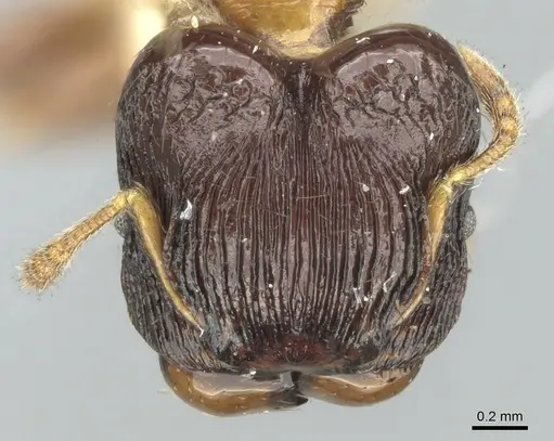 Pheidole striata - CASENT0906658