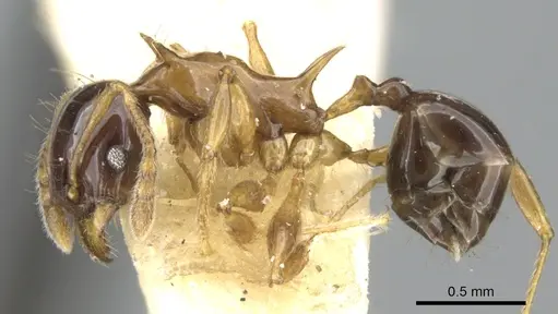 Pheidole striata - CASENT0906658