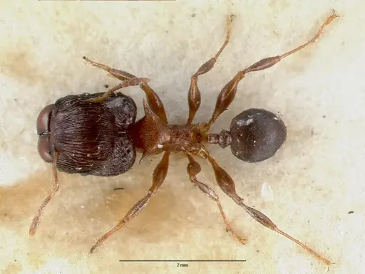Pheidole striata - CASTYPE06921