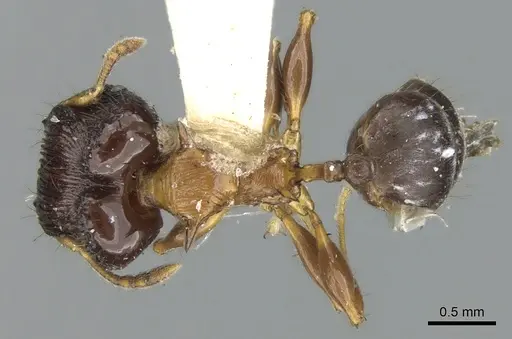 Pheidole striata - LACMENT316254