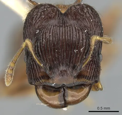 Pheidole striata - LACMENT316254