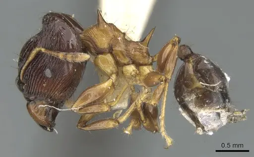 Pheidole striata - LACMENT316254