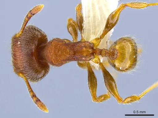 Pheidole striaticeps specimen